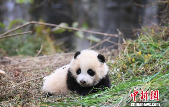 Two giant pandas are expected to be released into nature next month at the China Giant Panda Protection and Research Center.